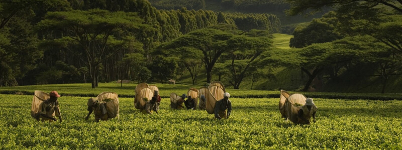 /assets/africa/malawi/01_bilder/tea-plantation---malawi-tourism.jpg