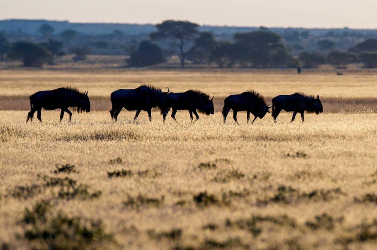 Promo Image Botswana