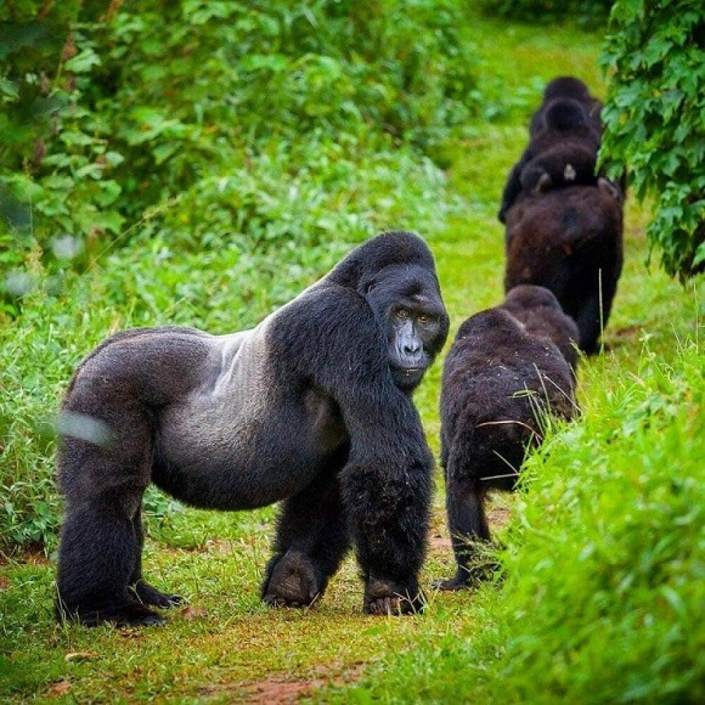 Promo Image Uganda